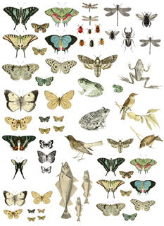 Entomology, 24x44,  Decor Transfer