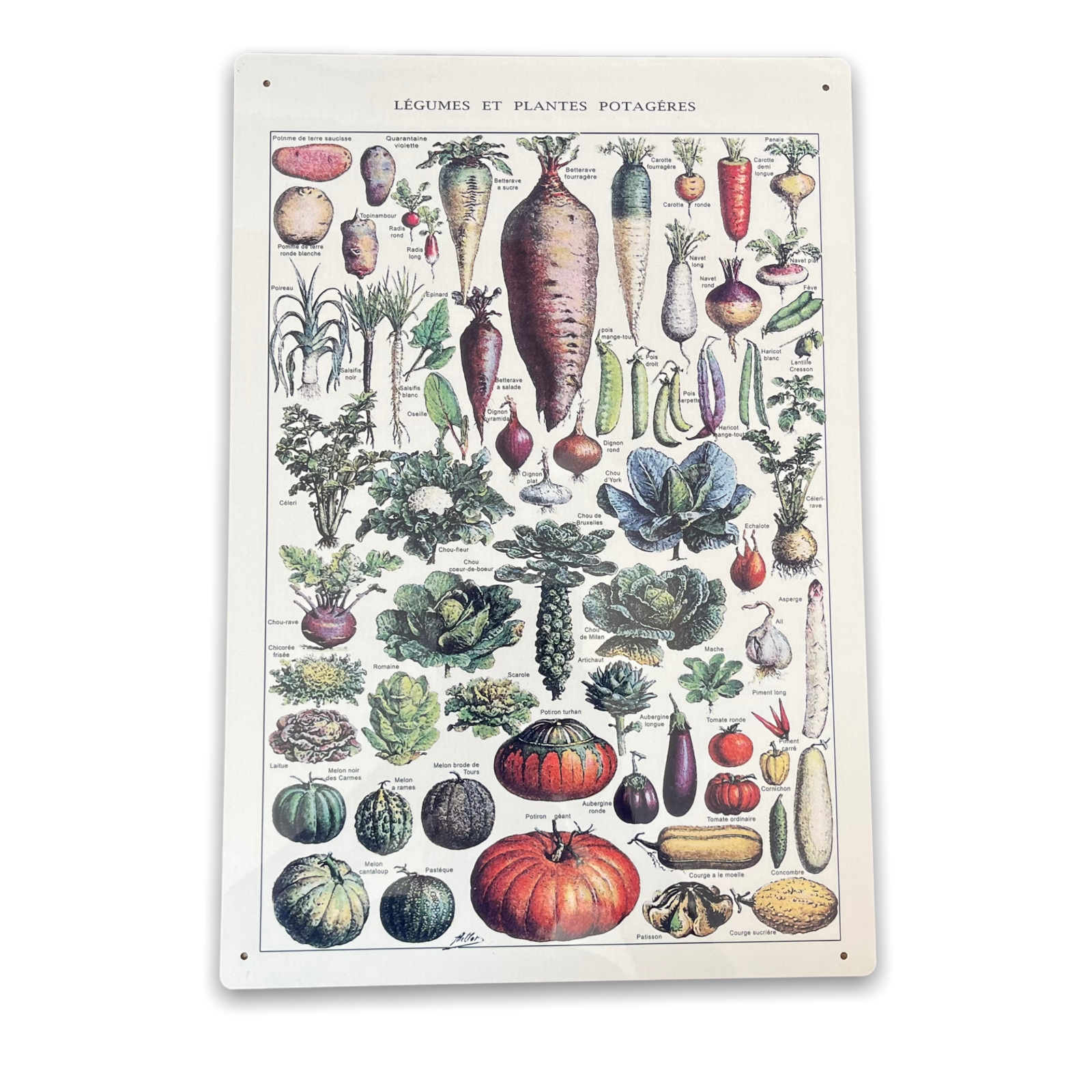 Vintage Botanical Kitchen Vegetables Sign