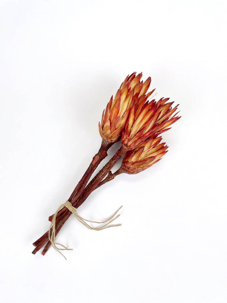 Dried Protea Stems Bundle